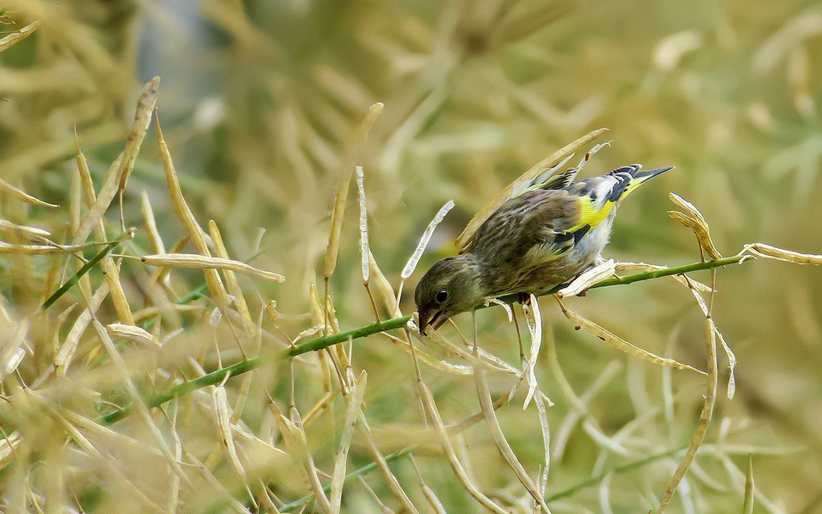 2018年打鳥38油菜籽上的金翅幼鳥