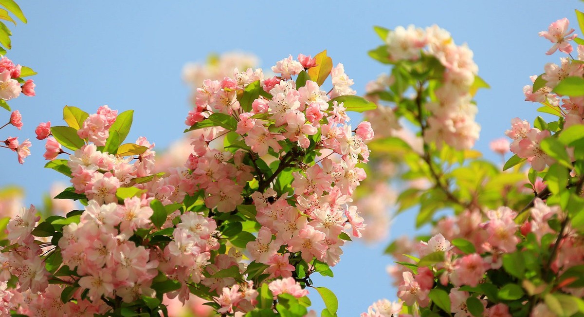 一树海棠满天星