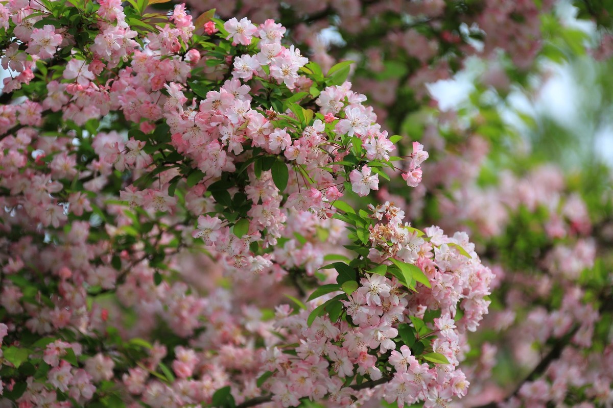 一树海棠满天星
