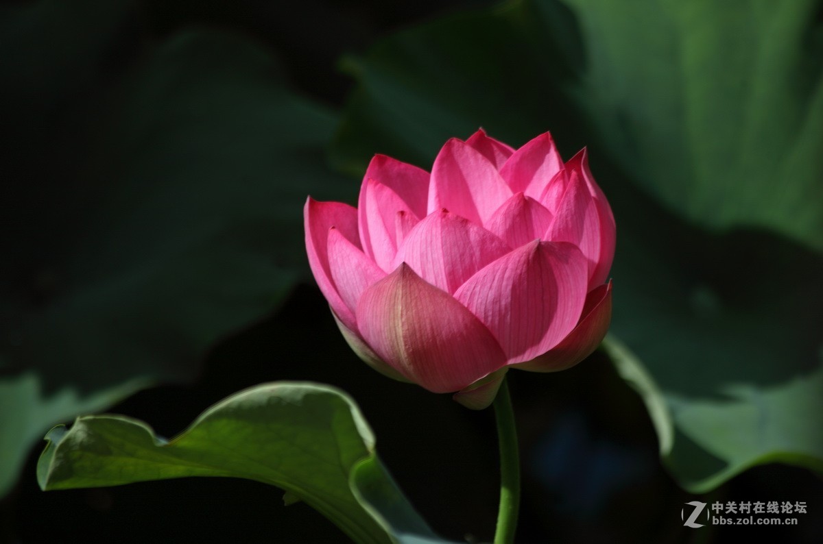 荷花  18—7