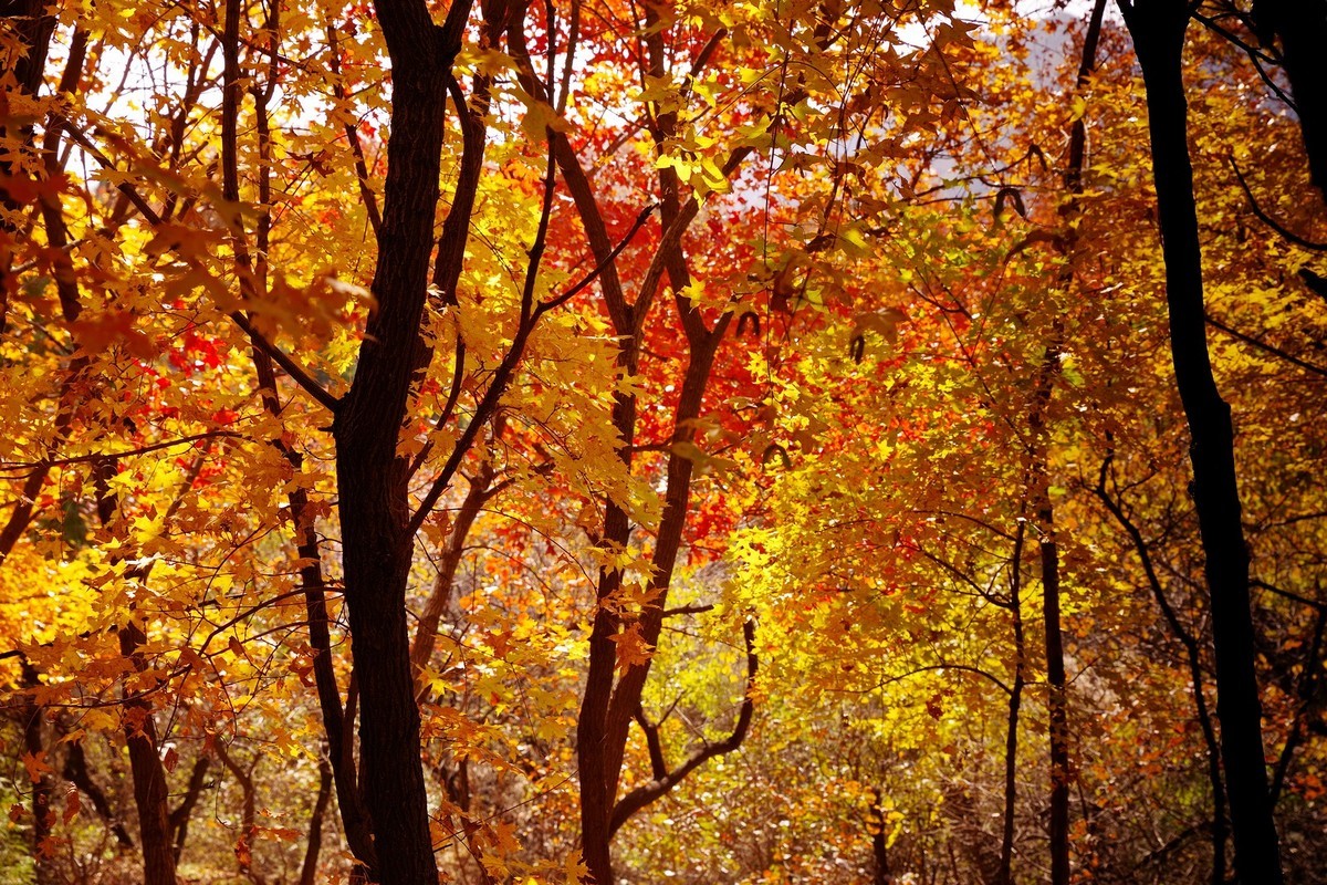 红叶岭——祝老师及朋友们新年快乐