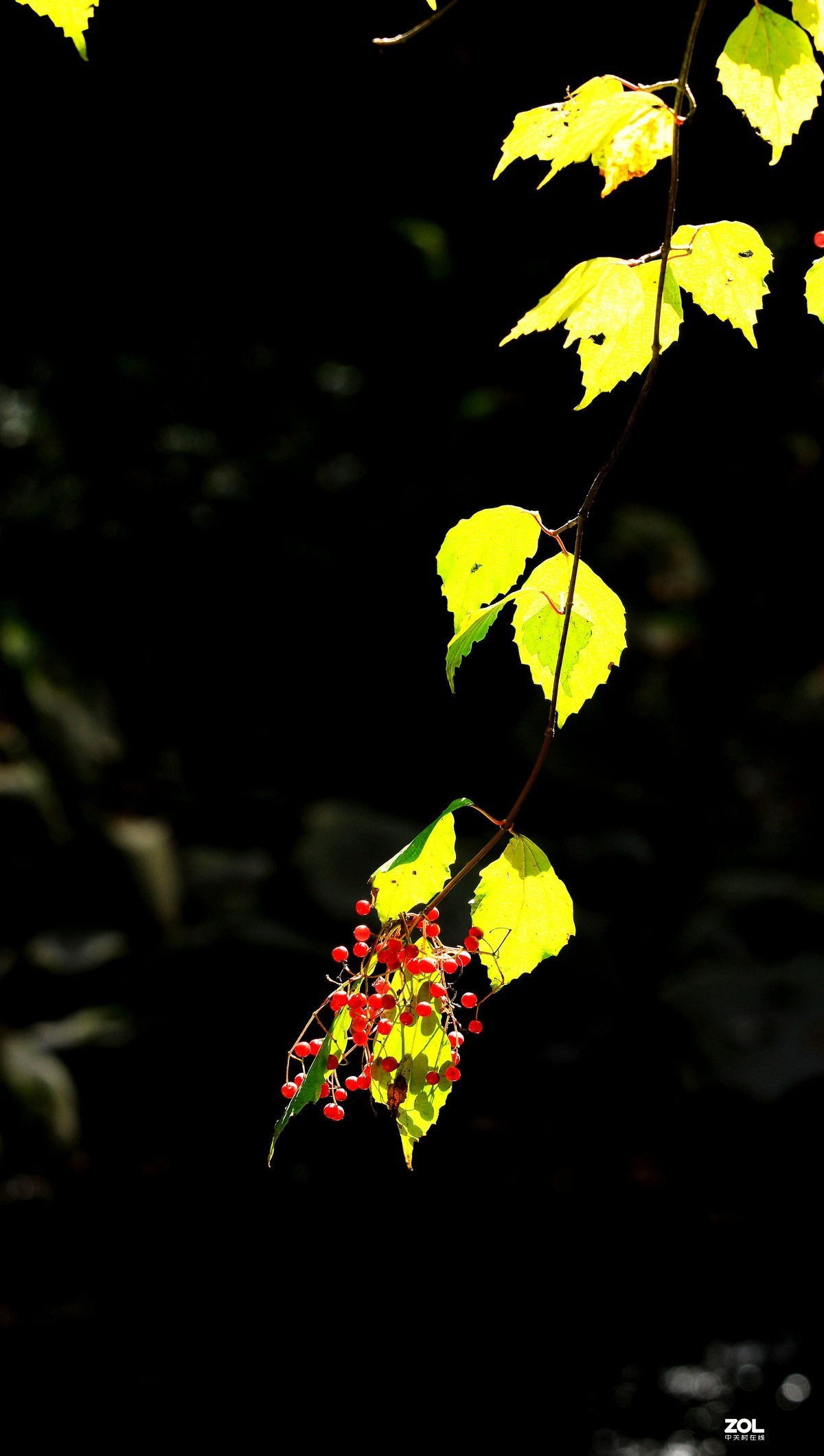 秋拍千层河《4》