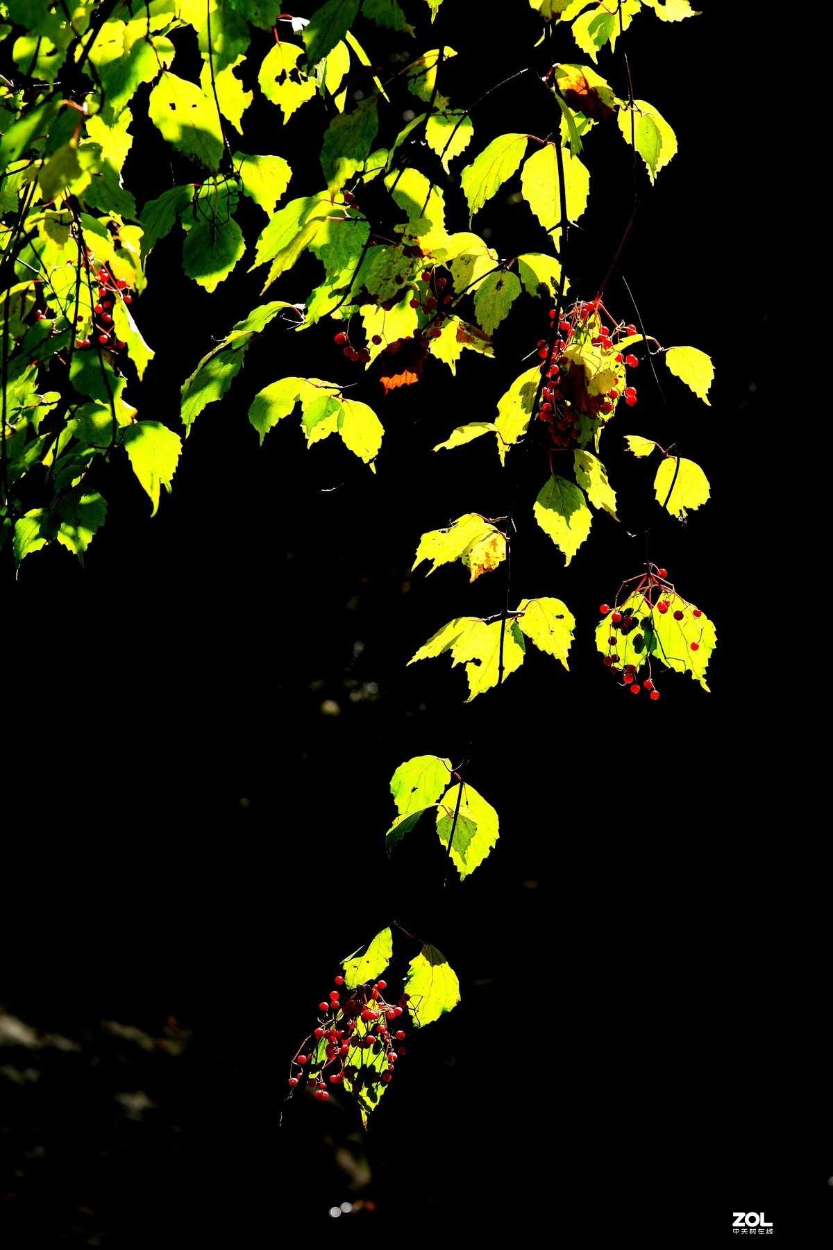 秋拍千层河《4》