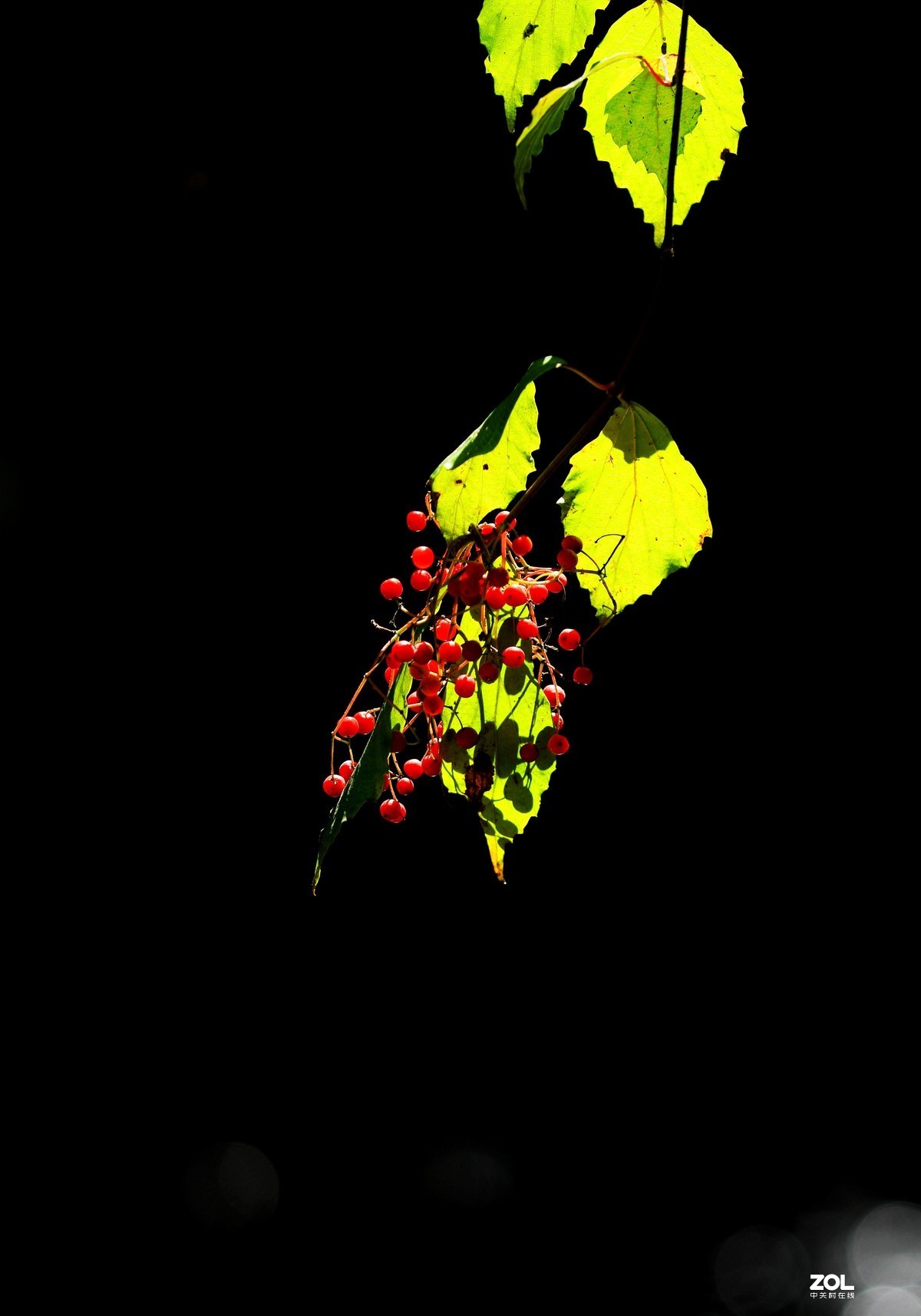 秋拍千层河《4》