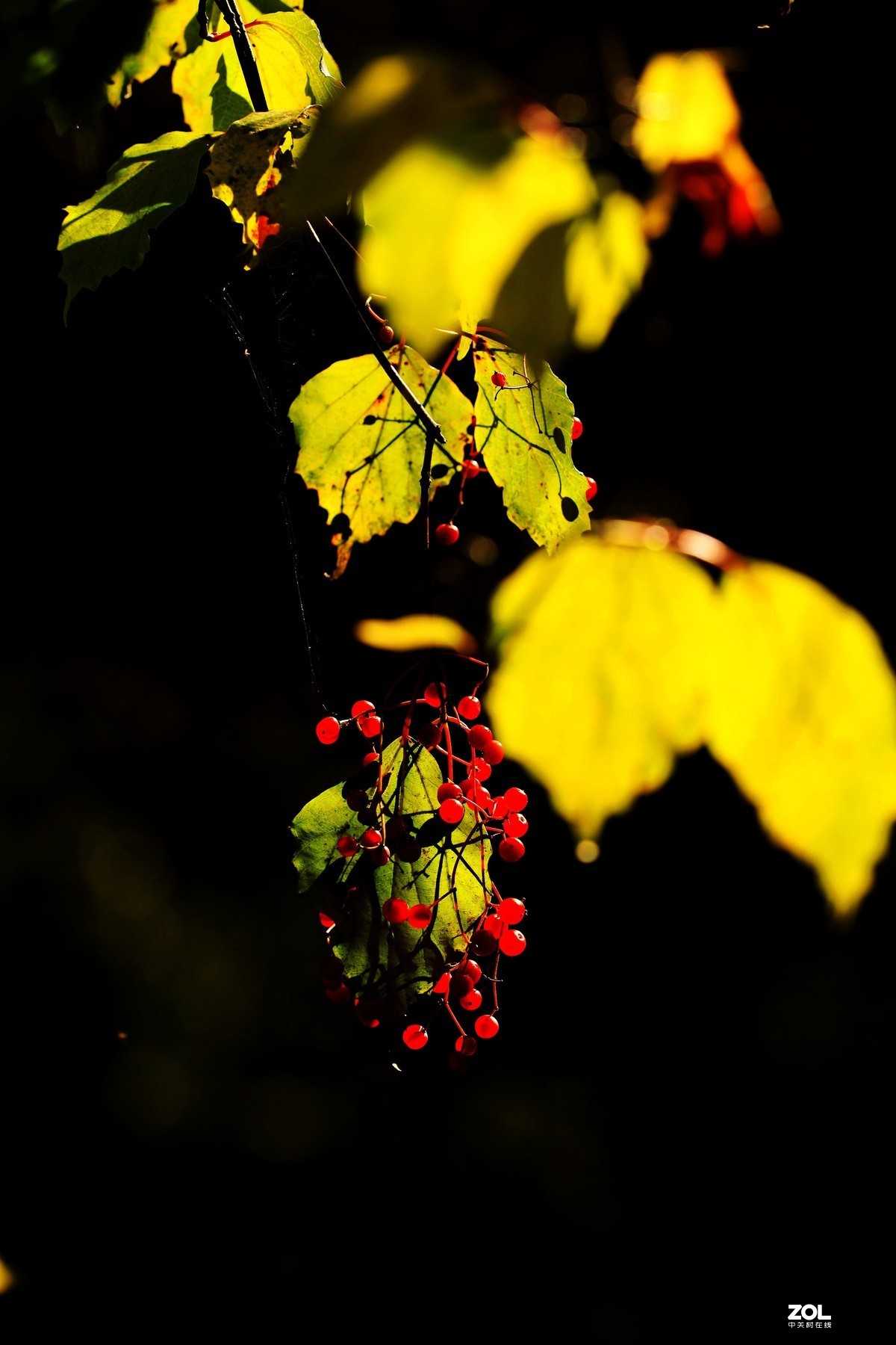 秋拍千层河《4》