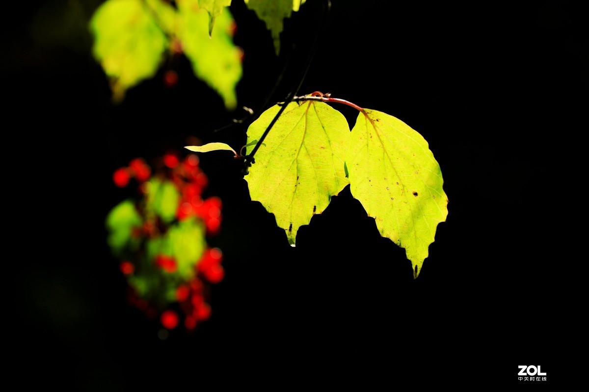 秋拍千层河《4》