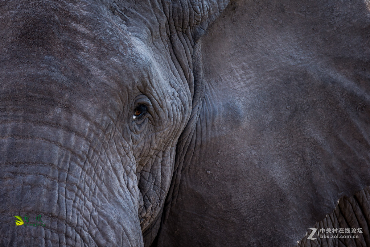 拜年帖-祝星空(中国)老师好友们猴年吉祥