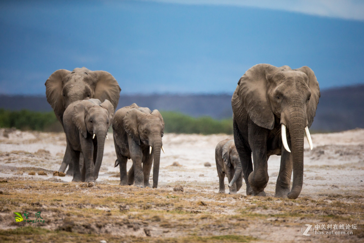 拜年帖-祝星空(中国)老师好友们猴年吉祥