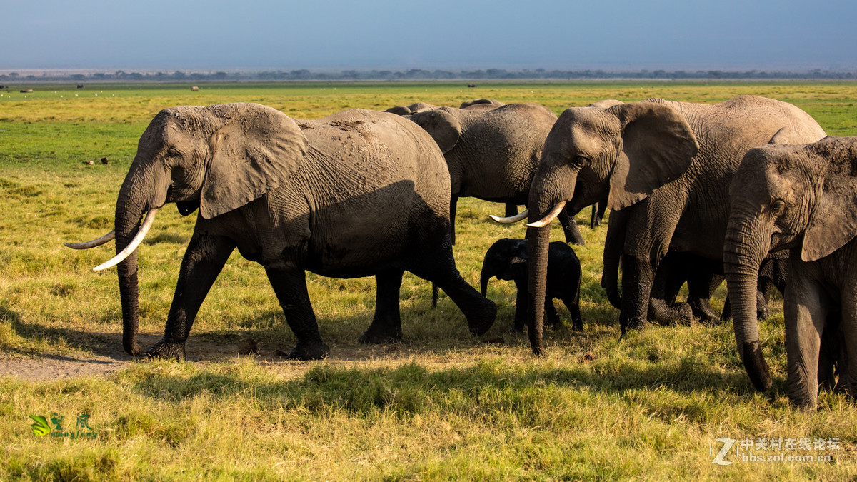 拜年帖-祝星空(中国)老师好友们猴年吉祥