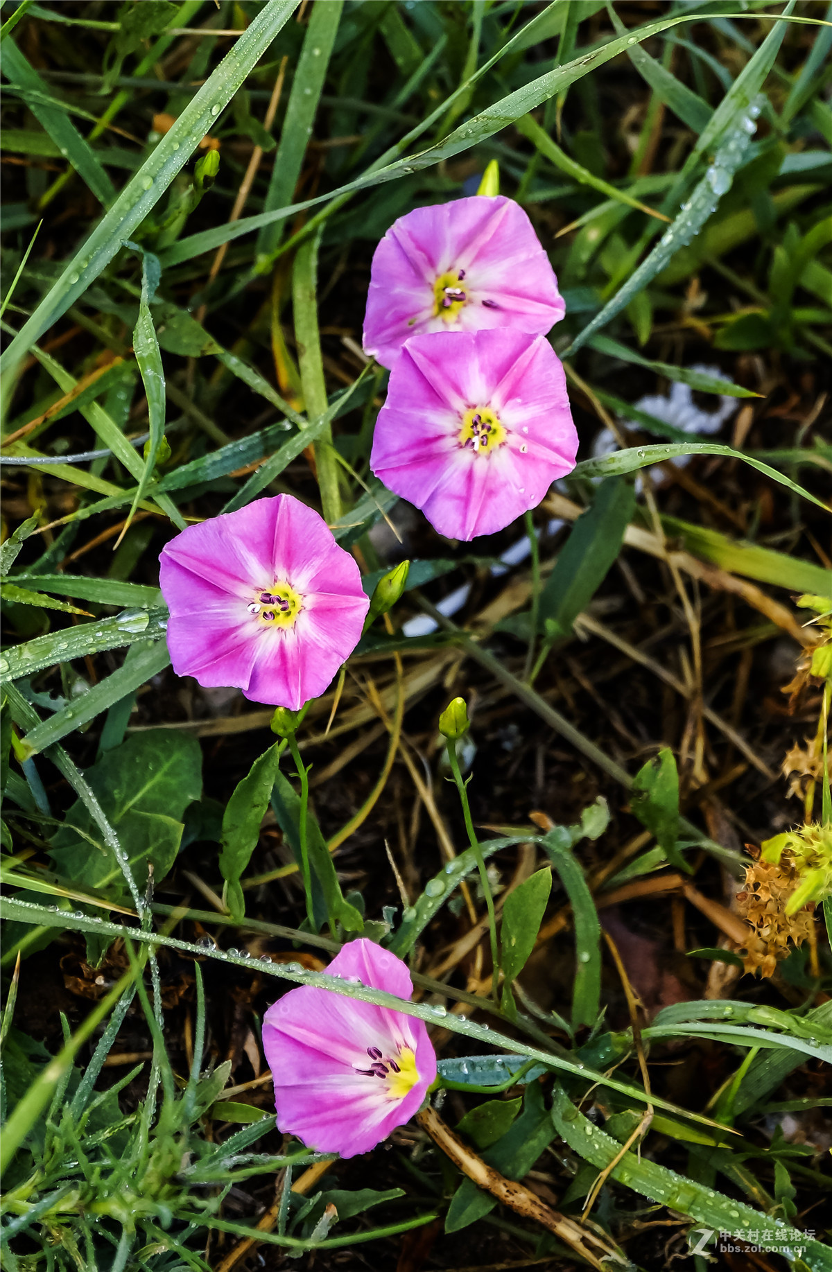 草丛里的大碗花