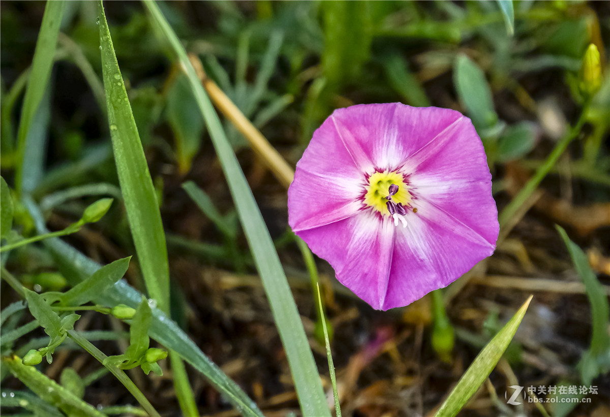 草丛里的大碗花