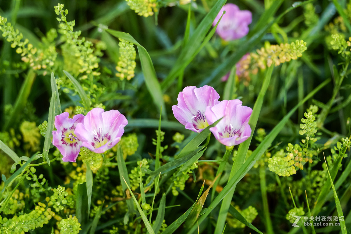 草丛里的大碗花