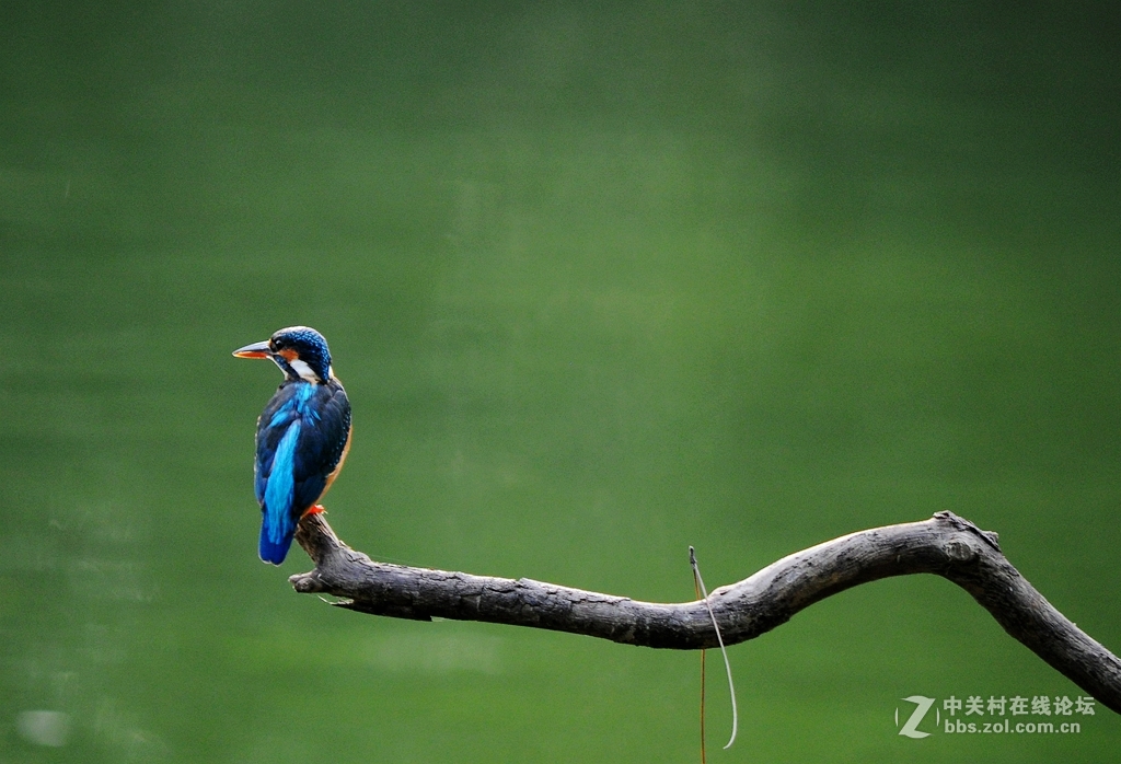 人民公园拍翠鸟