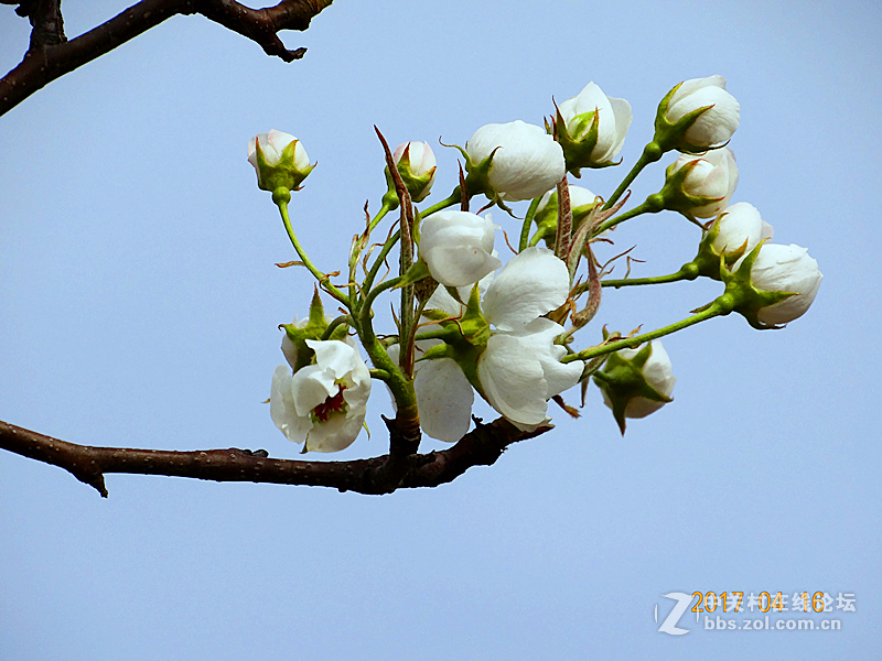 春花一组