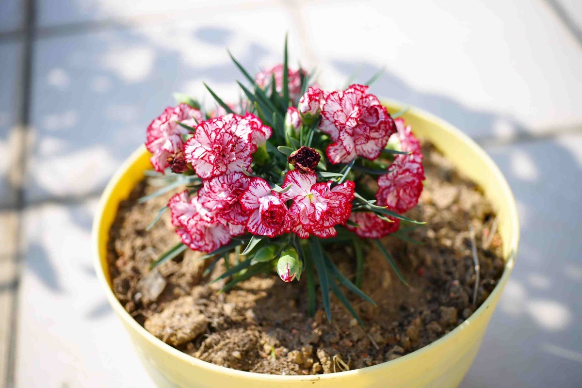 新入适马 24 70 24端堪比定焦