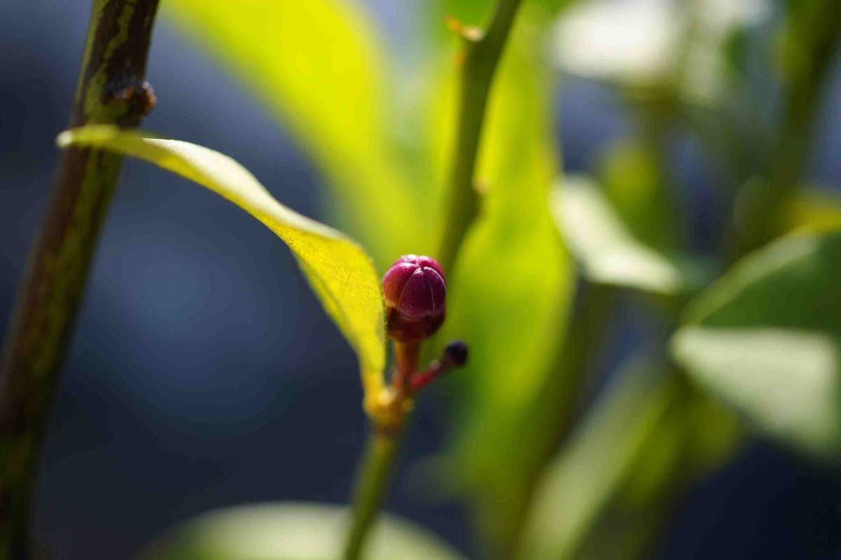 新入适马 24 70 24端堪比定焦