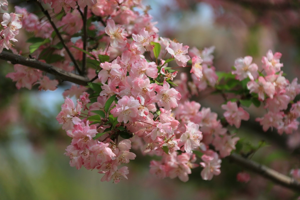 一树海棠满天星