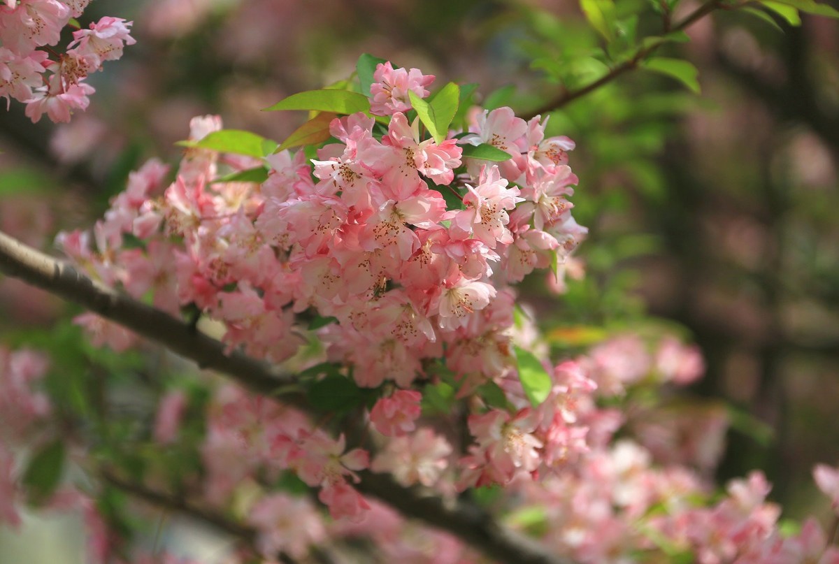 一树海棠满天星