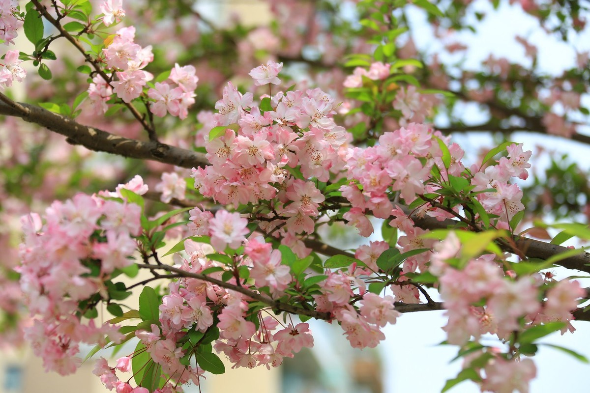 一树海棠满天星