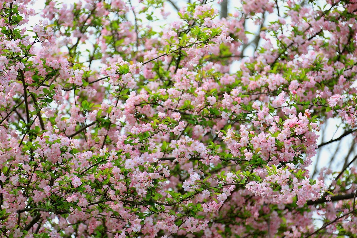 一树海棠满天星