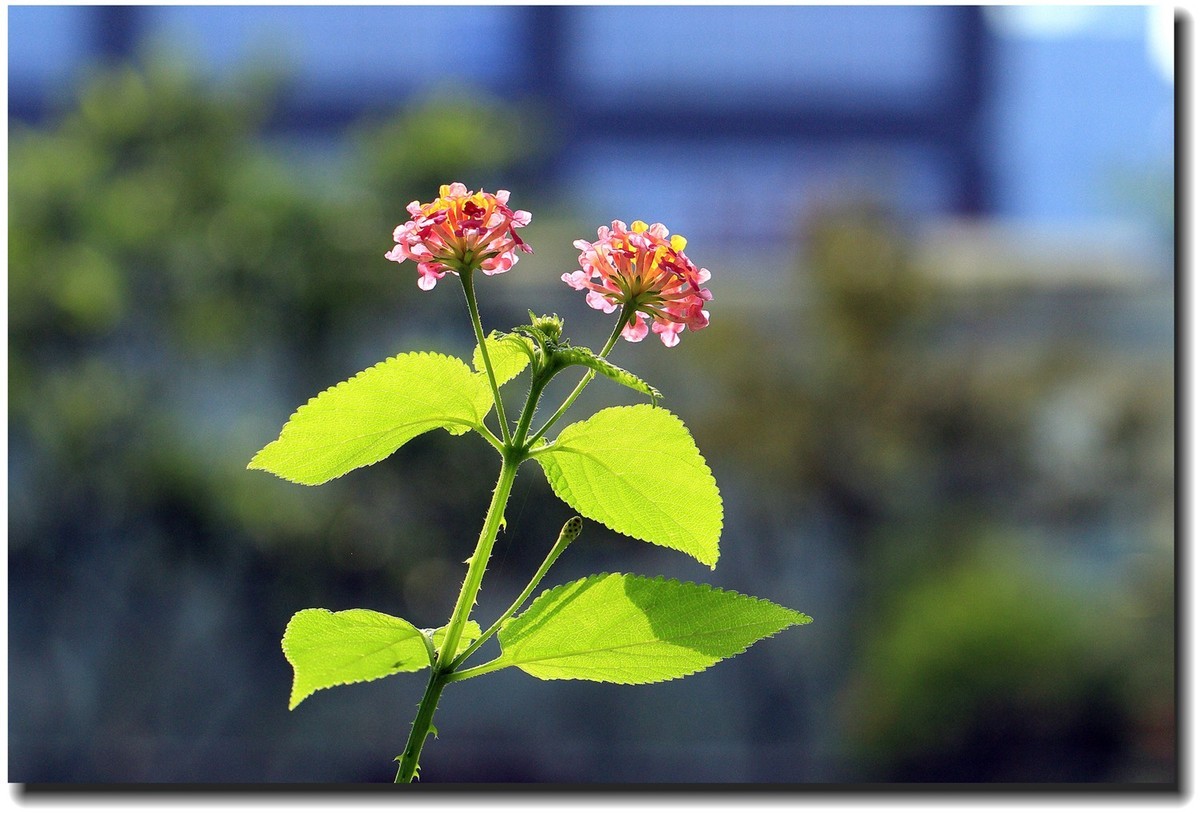 #佳能EOS M6-定格光影#_光与影的瞬间