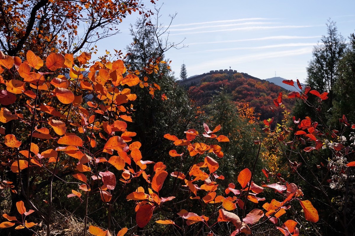 红叶岭——祝老师及朋友们新年快乐