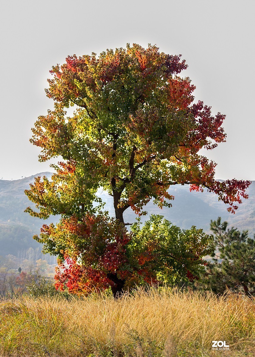 #ZOL月赛晒秋# 山乡红叶