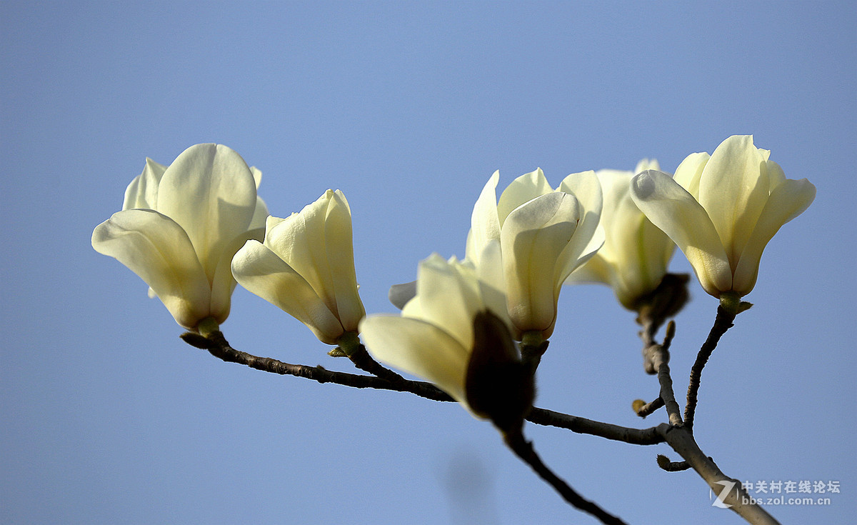 【玉兰花】