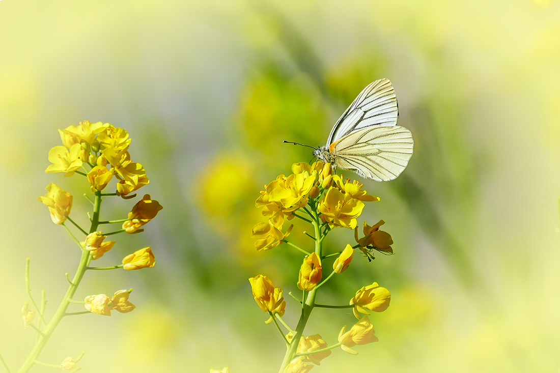 春之歌_______花间蝶