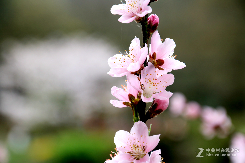 金银铜铁鼋头渚，拍一拍~