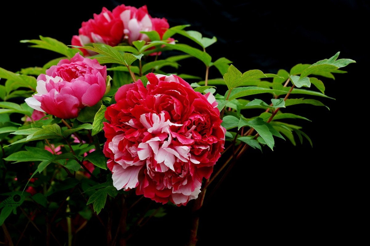 国色天香牡丹花贺新年续