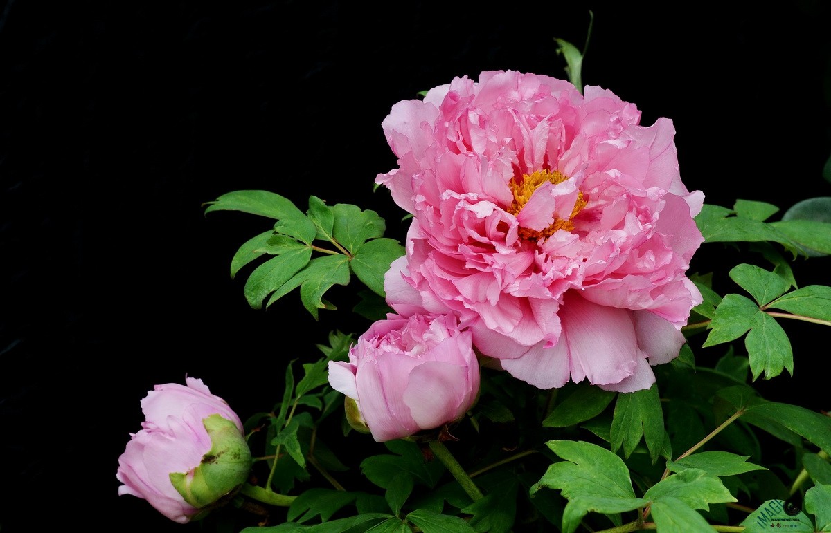 国色天香牡丹花贺新年续