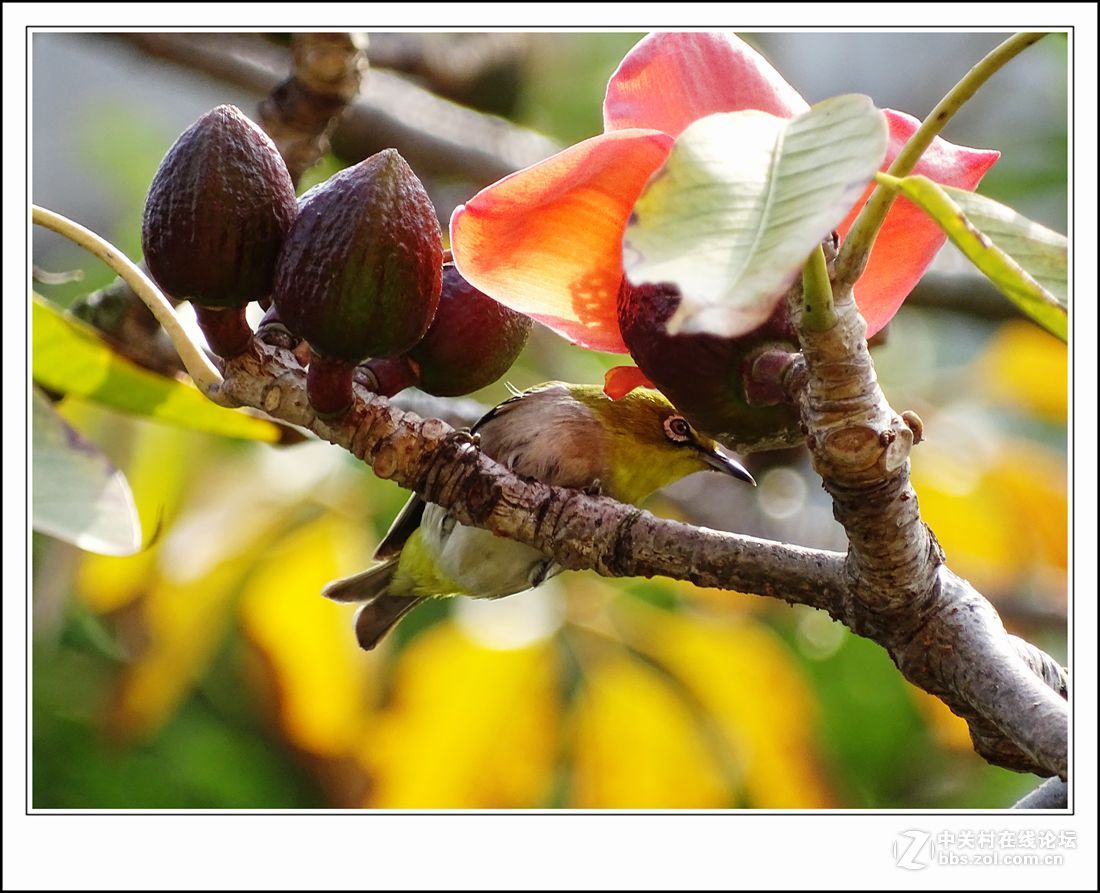 hx400    木棉花+小绣眼