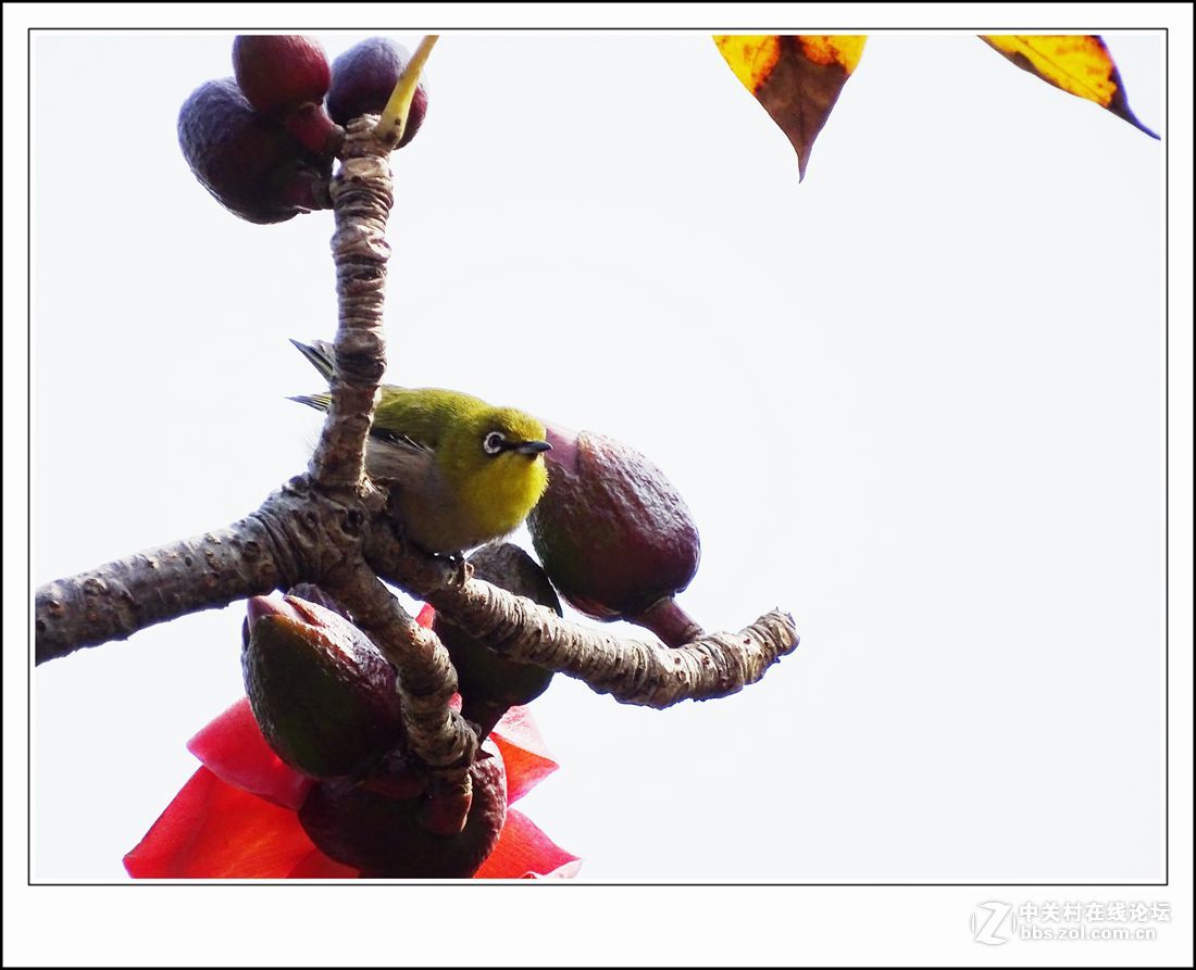 hx400    木棉花+小绣眼