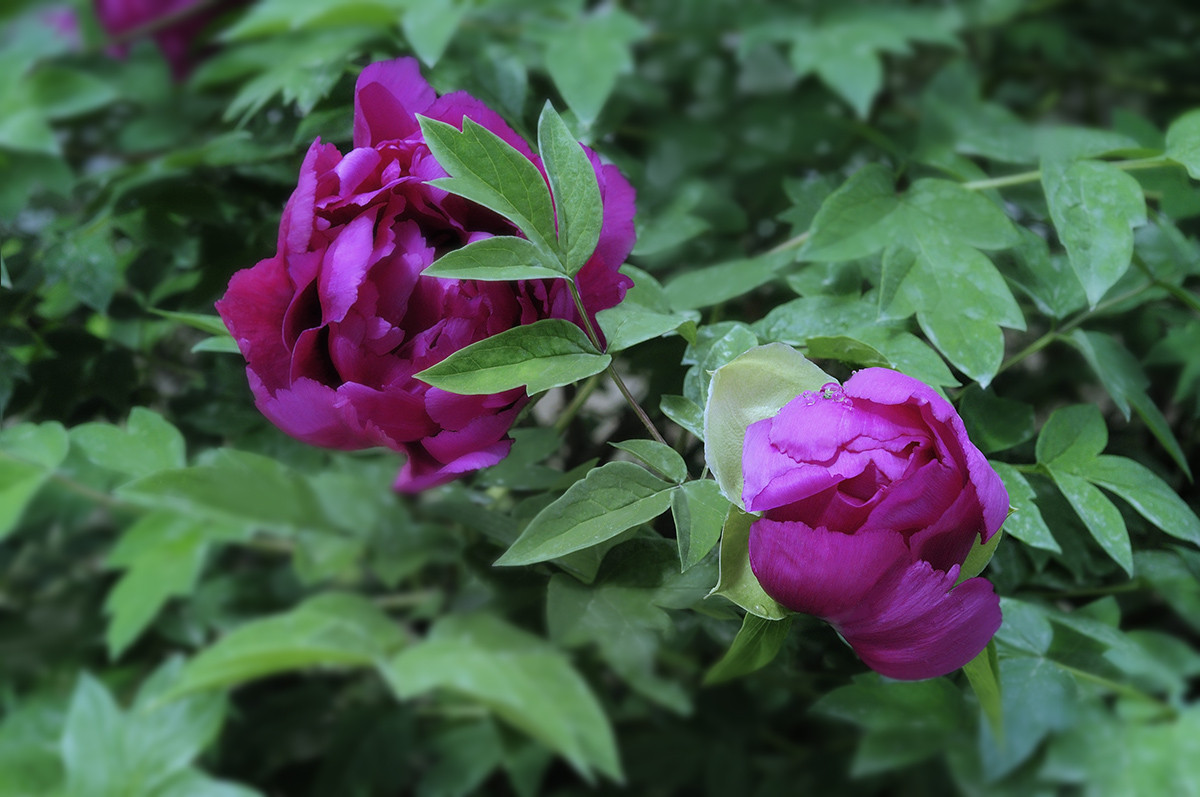 红艳露凝香牡丹二