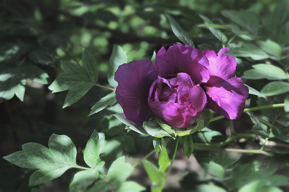 红艳露凝香牡丹二