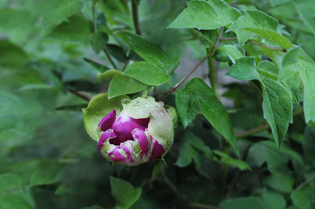 红艳露凝香牡丹二