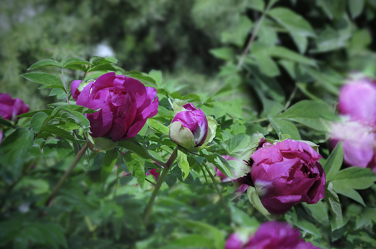 红艳露凝香牡丹二