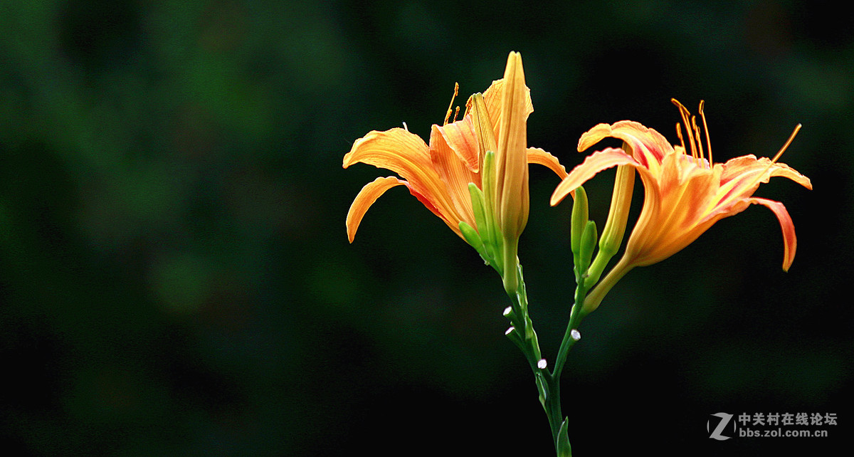 发帖助兴【大花萱草】祝贵坛红火兴旺