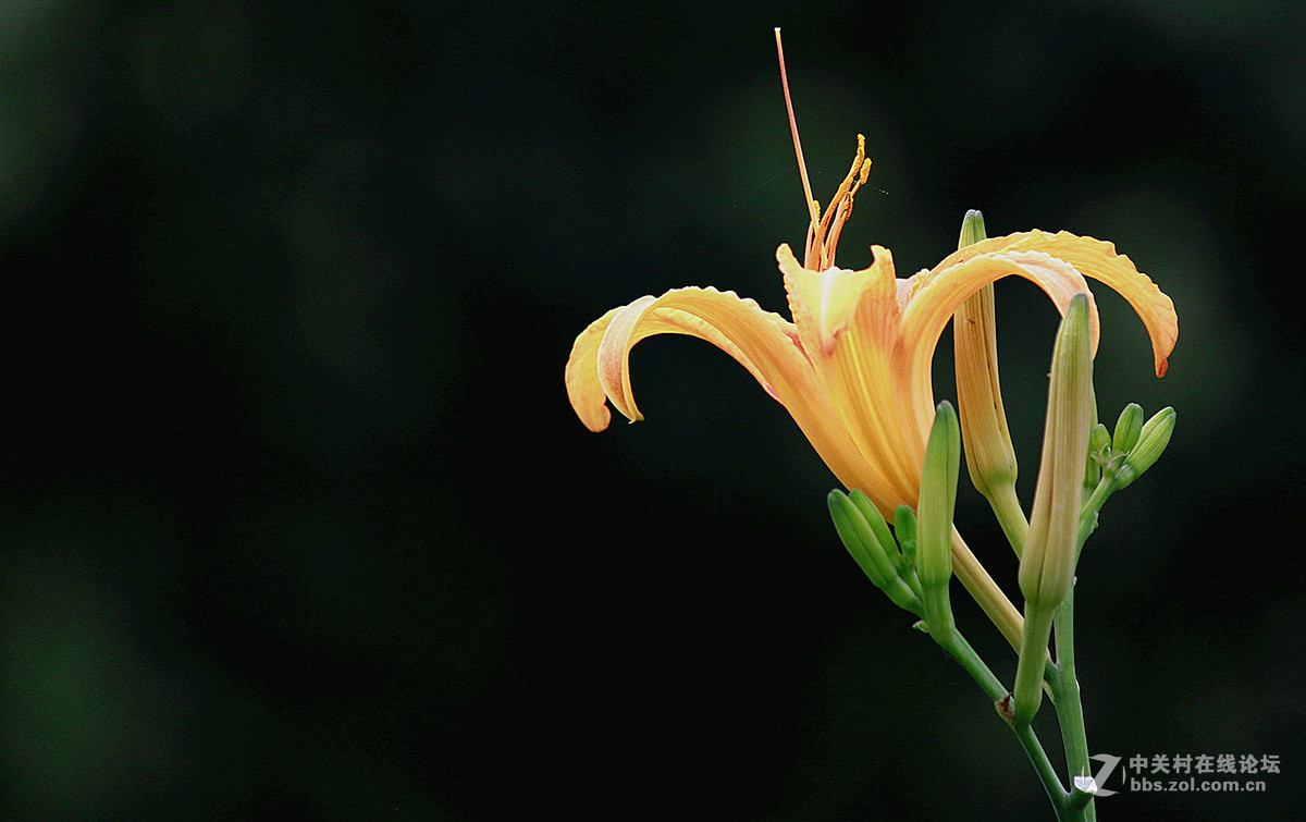 发帖助兴【大花萱草】祝贵坛红火兴旺