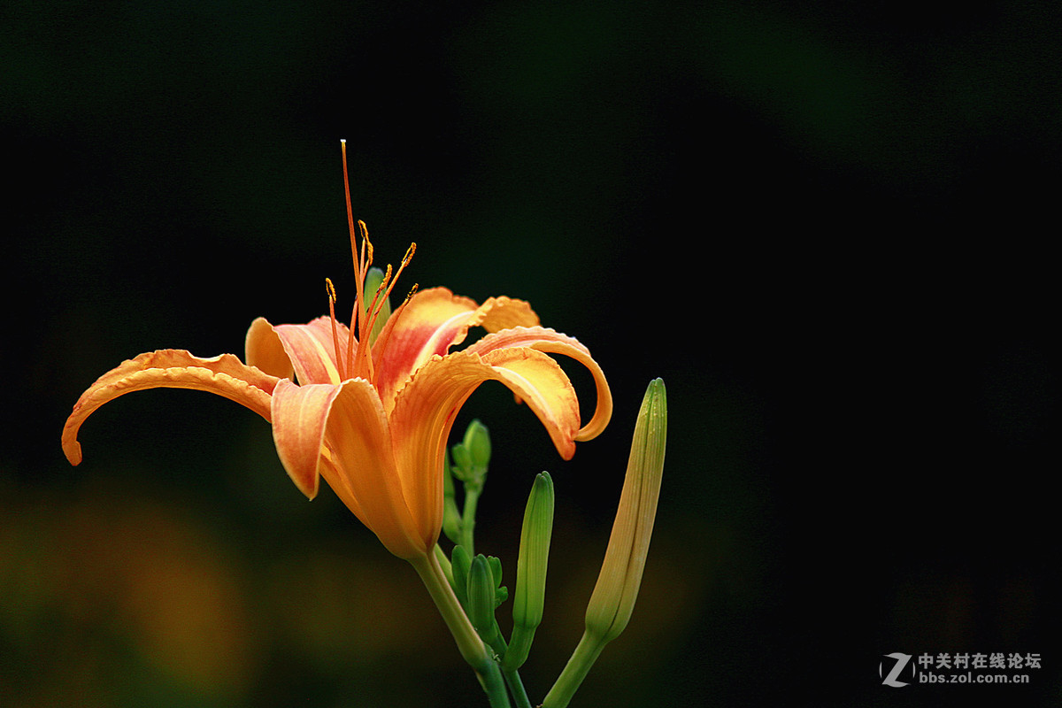发帖助兴【大花萱草】祝贵坛红火兴旺