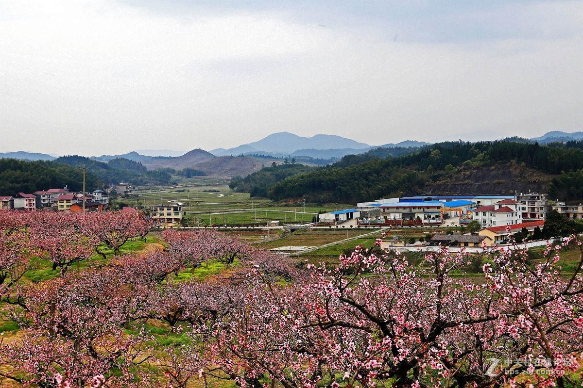 桃花村第二篇