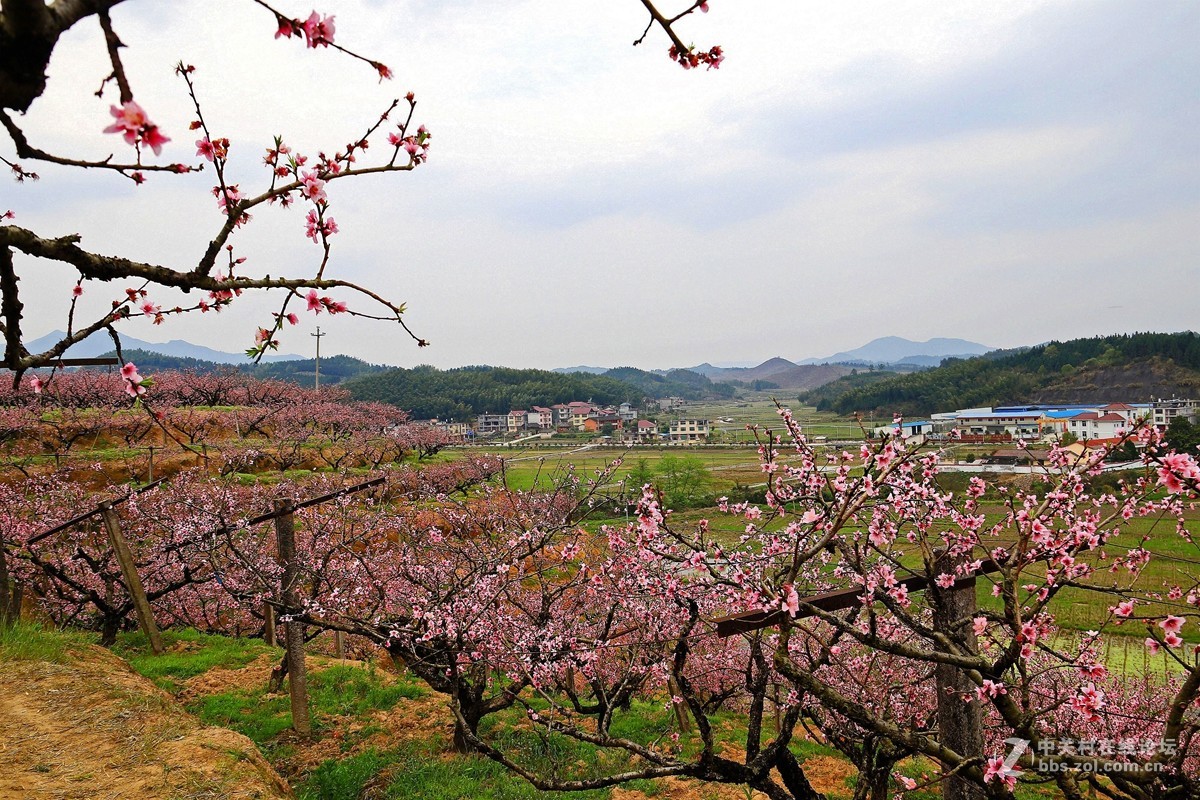 桃花村第二篇