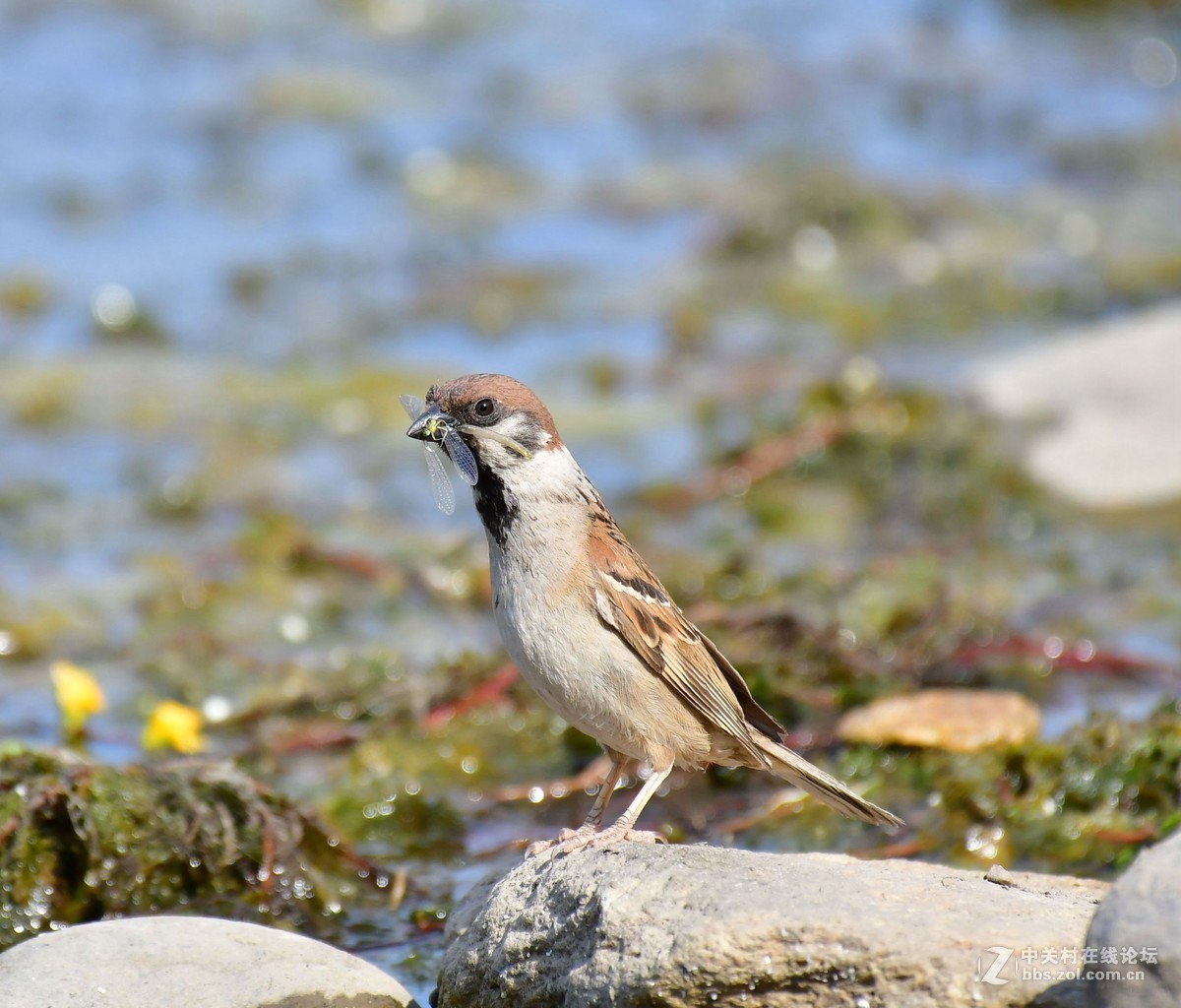 原来麻雀这样蚕食豆娘