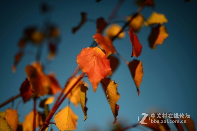 milvus35/1.4出来这么长时间了怎么就没人上片呢？