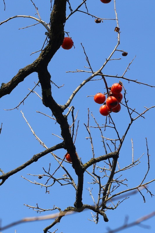 浙江衢州东坪村村口的老柿子树