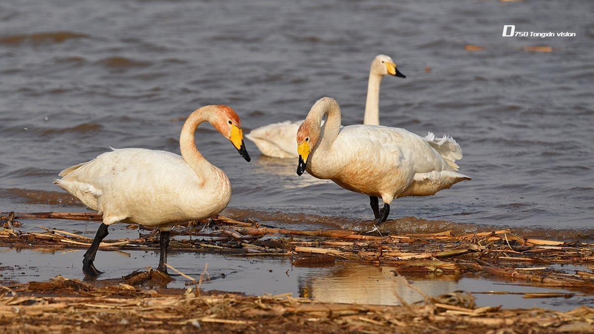 歇歇脚的天鹅(14)