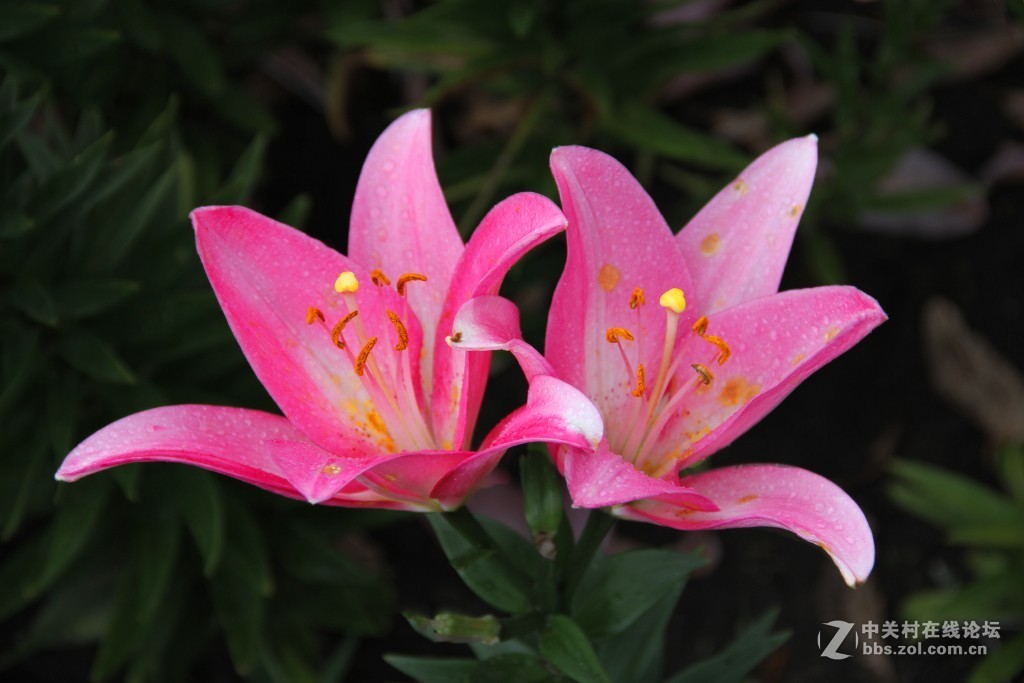 雨中百合花