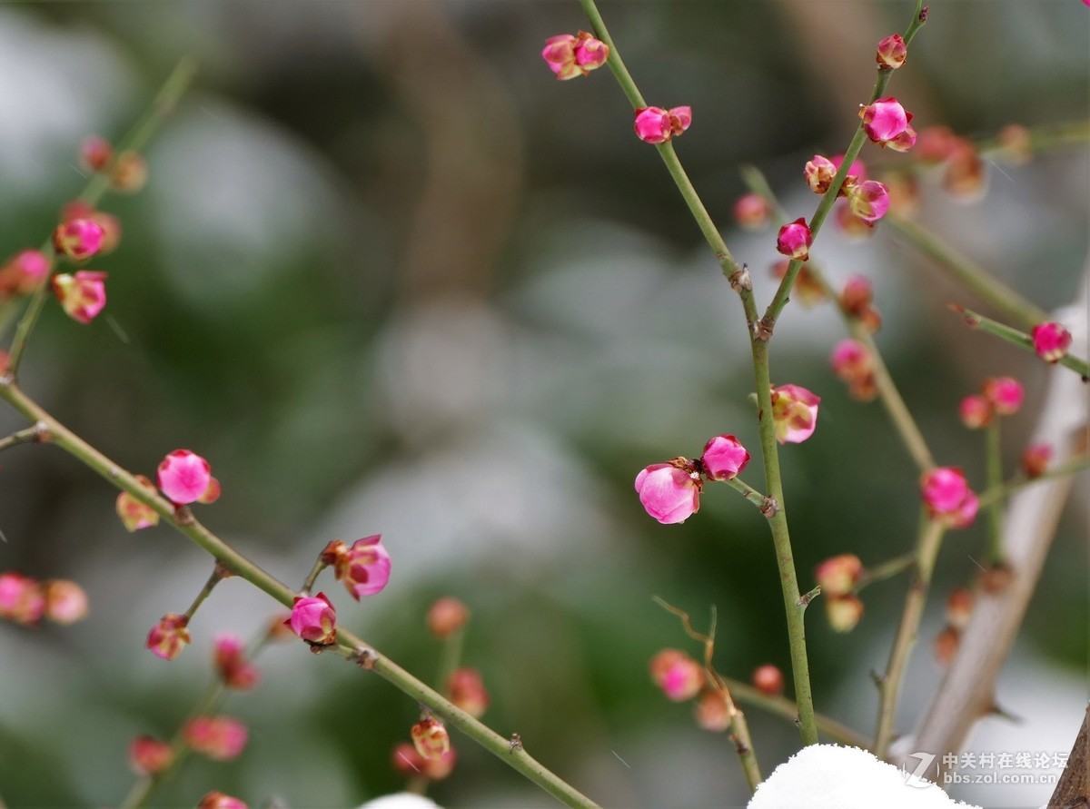 待听新雷第一声