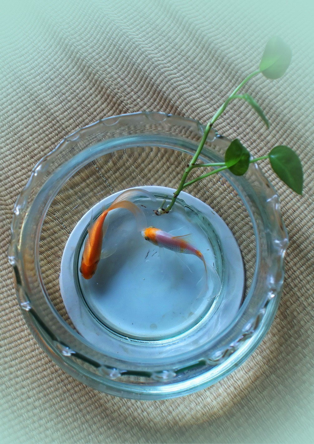 小金鱼缸-中关村在线摄影论坛